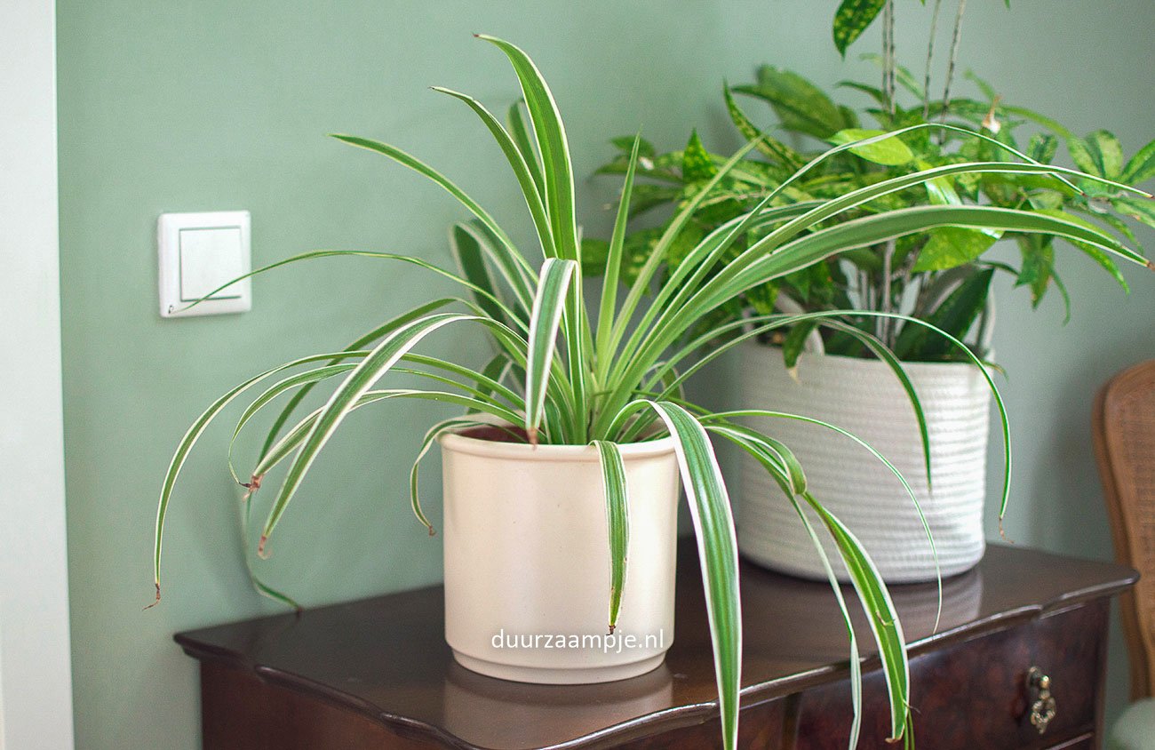 Een graslelie stekken op 2 manieren: in water of aarde