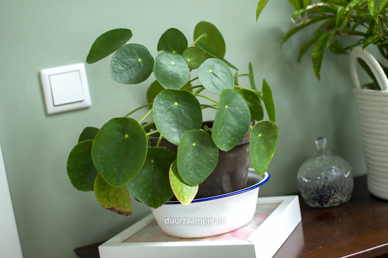 Een pannenkoekplant stekken op 2 manieren: in water of aarde